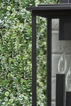 Variegated Creeping Fig (Ficus Pumila 'Variegata') - 10 Pack Of 4" Pint Pots -Flora Bloom Shop ficus pumila variegata creeping fig 101