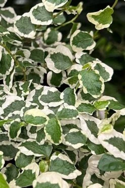 Variegated Creeping Fig - Ficus Pumila 'Variegata' - 6 Pack Of Pint Pots