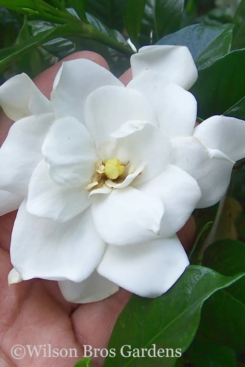 Fall In Love Cold Hardy Gardenia - 1 Gallon Pot 1 Fall In Love Cold Hardy Gardenia - 1 Gallon Pot