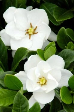 Buttons Gardenia - 6 Pack Of 1 Gallon Pots -Flora Bloom Shop gardenia buttons 1 1