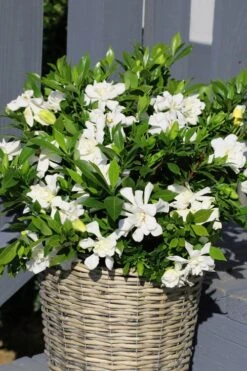 Celestial Star Gardenia - 1 Gallon Pot -Flora Bloom Shop gardenia celestial star 3