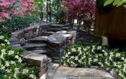 Celestial Star Gardenia - 1 Gallon Pot -Flora Bloom Shop gardenia celestial star 5