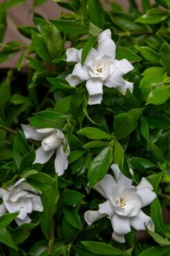 Fool Proof Gardenia - 3 Gallon Pot -Flora Bloom Shop gardenia fool proof 4 1