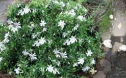 Frost Proof Gardenia - 6 Pack Of 1 Gallon Pots -Flora Bloom Shop gardenia frost proof 50 1