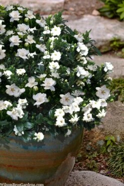 Buttons Gardenia - 3 Gallon Pot -Flora Bloom Shop gardenia jasminoides buttons 10