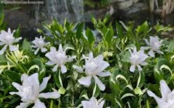 Crescent Moon Dwarf Gardenia - 1 Gallon Pot -Flora Bloom Shop gardenia jasminoides crescent moon dwarf creeping 2 1