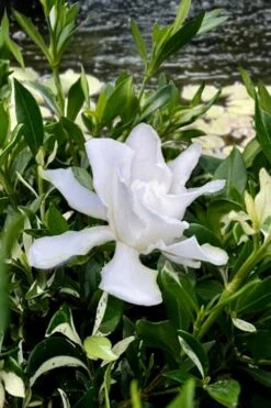 Crescent Moon Dwarf Gardenia - 6 Pack Of 1 Gallon Pots 8 Crescent Moon Dwarf Gardenia - 6 Pack Of 1 Gallon Pots -Flora Bloom Shop gardenia jasminoides crescent moon dwarf creeping 6