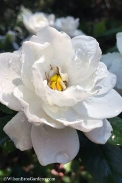 Crown Jewel Gardenia - 1 Gallon Pot -Flora Bloom Shop gardenia jasminoides crown jewel 11 1