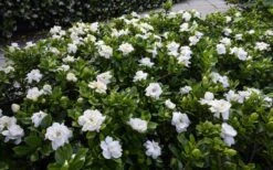 Crown Jewel Gardenia - 6-Pack Of 1 Gallon Pots -Flora Bloom Shop gardenia jasminoides crown jewel 12