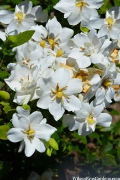 Snow Flurry Hardy Gardenia - 1 Gallon Pot 8 Snow Flurry Hardy Gardenia - 1 Gallon Pot -Flora Bloom Shop gardenia jasminoides snow flurry 2