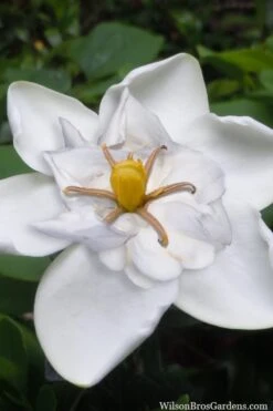Snow Flurry Hardy Gardenia - 1 Gallon Pot