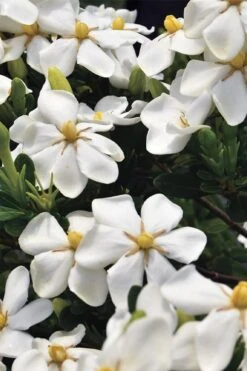 Snow Girl Hardy Dwarf Gardenia - 3 Gallon Pot -Flora Bloom Shop gardenia jasminoides snow girl 1