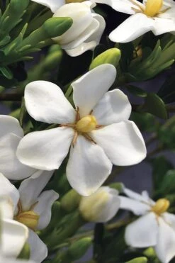 Snow Girl Hardy Dwarf Gardenia - 3 Gallon Pot -Flora Bloom Shop gardenia jasminoides snow girl 2