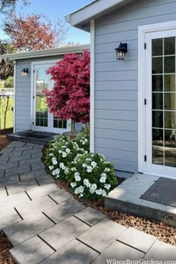 Snow Globe Gardenia - 1 Gallon Pot -Flora Bloom Shop gardenia jasminoides snow globe 3 1