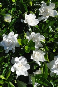 Snow Puff Hardy Gardenia - 3 Gallon Pot 7 Snow Puff Hardy Gardenia - 3 Gallon Pot -Flora Bloom Shop gardenia jasminoides snow puff 2 1