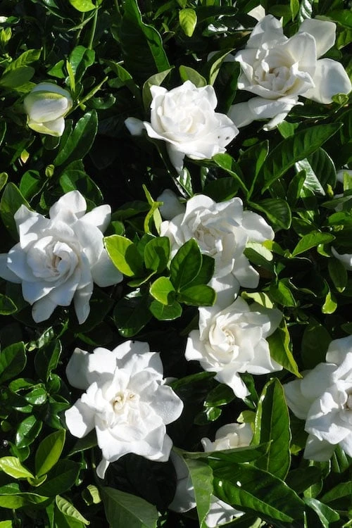 Snow Puff Hardy Gardenia - 1 Gallon Pot 4 Snow Puff Hardy Gardenia - 1 Gallon Pot - Image 4