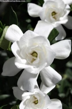 Steady As She Goes Hardy Gardenia - 3 Gallon Pot -Flora Bloom Shop gardenia jasminoides steady as she goes 1