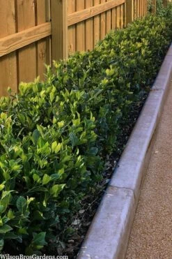 Summer Snow Gardenia - 3 Gallon Pot -Flora Bloom Shop gardenia jasminoides summer snow 11