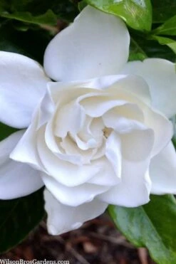 Summer Snow Gardenia - 3 Gallon Pot -Flora Bloom Shop gardenia jasminoides summer snow 3