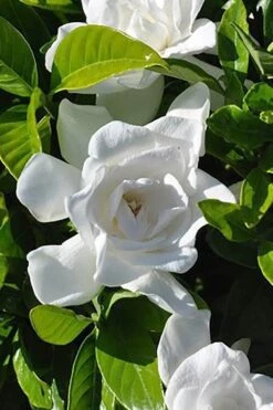 Summer Snow Gardenia - 3 Gallon Pot -Flora Bloom Shop gardenia jasminoides summer snow 4