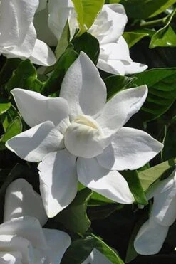 Summer Snow Gardenia - 3 Gallon Pot -Flora Bloom Shop gardenia jasminoides summer snow 5