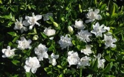 Summer Snow Gardenia - 3 Gallon Pot -Flora Bloom Shop gardenia jasminoides summer snow 9