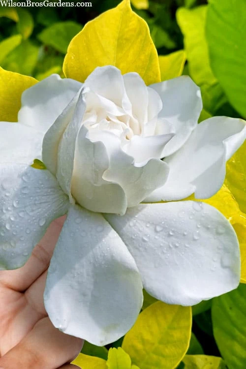 Gold Doubloon Gardenia - 6 Pack Of 1 Gallon Pots 1 Gold Doubloon Gardenia - 6 Pack Of 1 Gallon Pots