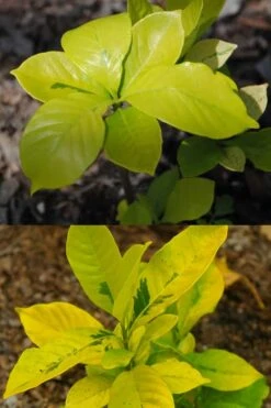 Gold Doubloon Gardenia - 3 Gallon Pot -Flora Bloom Shop gardenia ogon no hana gold doubloon 4