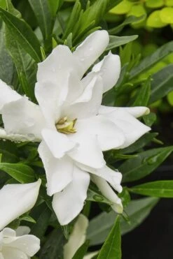 Radicans Creeping Dwarf Gardenia - 1 Gallon Pot 13 Radicans Creeping Dwarf Gardenia - 1 Gallon Pot -Flora Bloom Shop gardenia radicans 22 1