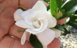 Jubilation Gardenia - 5 Gallon Pot -Flora Bloom Shop gardeniajubilation 6