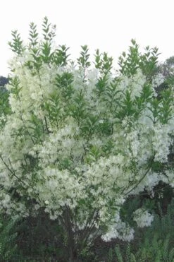 Grancy Graybeard - White Fringe Tree - 3 Gallon Pot 16 Grancy Graybeard - White Fringe Tree - 3 Gallon Pot -Flora Bloom Shop grancy graybeard tree 33