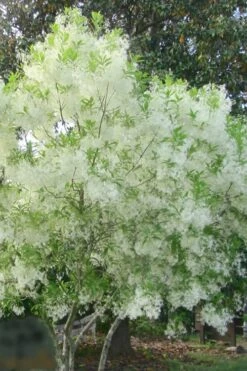 Grancy Graybeard - White Fringe Tree - 3 Gallon Pot 17 Grancy Graybeard - White Fringe Tree - 3 Gallon Pot -Flora Bloom Shop grancy graybeard tree flowers 22 500x750 1