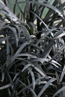 Black Beard Black Mondo Grass - Ophiopogon Planiscapus - 1 Gallon Pot -Flora Bloom Shop grass black beard mondo 500x750 1