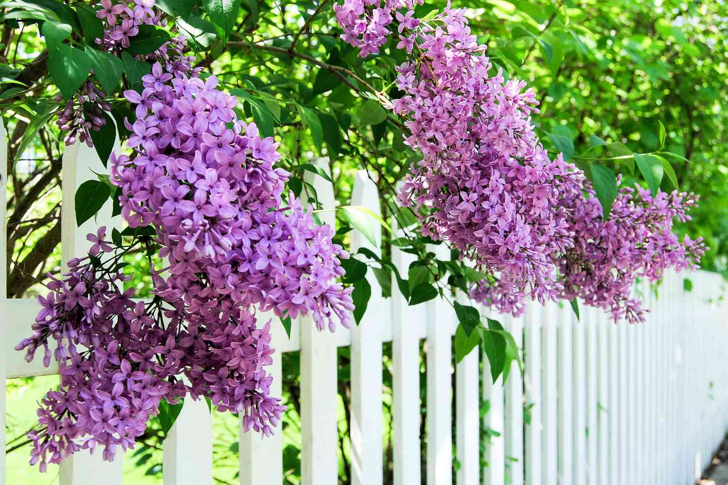 Flora Bloom Shop -Flora Bloom Shop grow care for lilac varieties lead getty 0623 83c66075f204478d9555dacbaaa4cbf4