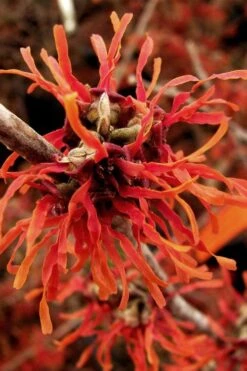 Diane Red Witch Hazel (Hamamelis X Intermedia) - 7 Gallon Pot -Flora Bloom Shop hamamelis intermedia diane witch hazel 2