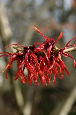 Diane Red Witch Hazel (Hamamelis X Intermedia) - 7 Gallon Pot -Flora Bloom Shop hamamelis intermedia diane witch hazel 4