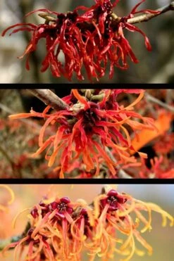 Diane Red Witch Hazel (Hamamelis X Intermedia) - 7 Gallon Pot -Flora Bloom Shop hamamelis intermedia diane witch hazel 5
