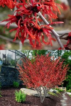 Diane Red Witch Hazel (Hamamelis X Intermedia) - 7 Gallon Pot -Flora Bloom Shop hamamelis intermedia diane witch hazel 8