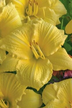 Rainbow Rhythym Going Bananas Daylily - 1 Gallon Pot -Flora Bloom Shop hemerocallis going bananas daylily 20