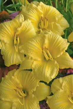 Rainbow Rhythym Going Bananas Daylily - 1 Gallon Pot -Flora Bloom Shop hemerocallis going bananas daylily 21