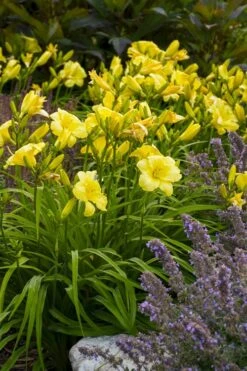 Rainbow Rhythym Going Bananas Daylily - 1 Gallon Pot -Flora Bloom Shop hemerocallis going bananas daylily 23