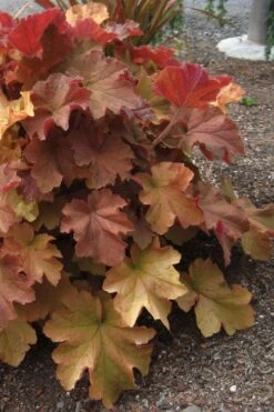 Caramel Heuchera (Villosa Hybrid) - 10 Count Flat Of Quart Pots -Flora Bloom Shop heuchera caramel 23