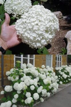 Annabelle Hydrangea - 3 Gallon Pot -Flora Bloom Shop hydrangea annabelle 2 500x750 1