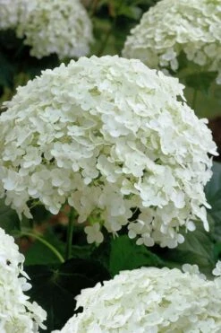 Annabelle Hydrangea - 3 Gallon Pot -Flora Bloom Shop hydrangea arborescens annabelle 10