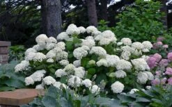 Annabelle Hydrangea - 3 Gallon Pot -Flora Bloom Shop hydrangea arborescens annabelle 11