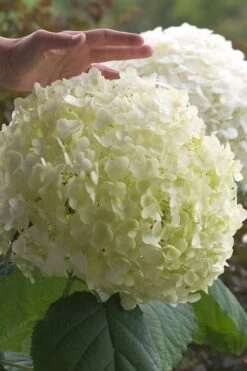 Incrediball Smooth Hydrangea - 3 Gallon Pot -Flora Bloom Shop hydrangea arborescens incrediball 10
