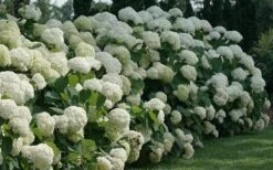 Incrediball Smooth Hydrangea - 3 Gallon Pot -Flora Bloom Shop hydrangea arborescens incrediball 12