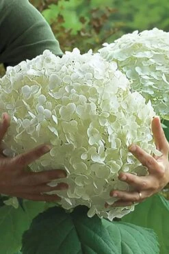 Incrediball Smooth Hydrangea - 3 Gallon Pot -Flora Bloom Shop hydrangea arborescens incrediball 14
