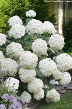 Incrediball Smooth Hydrangea - 3 Gallon Pot -Flora Bloom Shop hydrangea arborescens incrediball 16