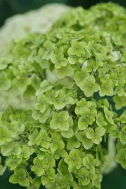 Invincibelle Sublime Smooth Hydrangea - 3 Gallon Pot 12 Invincibelle Sublime Smooth Hydrangea - 3 Gallon Pot -Flora Bloom Shop hydrangea arborescens invincibelle sublime 3